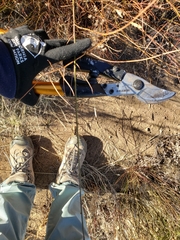 Crocanthemum scoparium