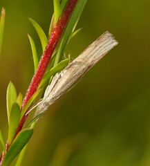 Culladia cuneiferellus