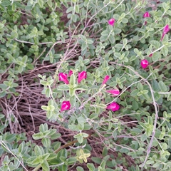 Scutellaria suffrutescens