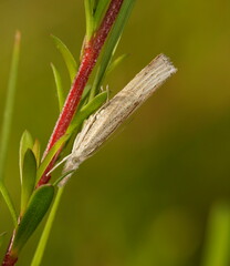 Culladia cuneiferellus