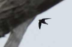 Hirundapus caudacutus