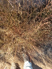 Crocanthemum scoparium