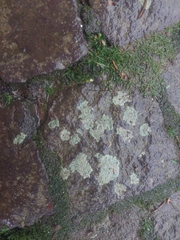 Lecanora strobilina