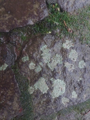 Lecanora strobilina
