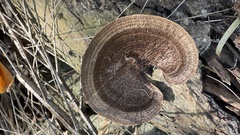 Hexagonia tenuis