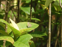 Catochrysops panormus exiguus