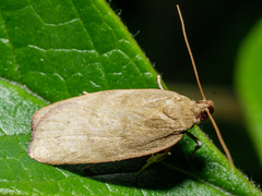 Phaeosaces coarctatella