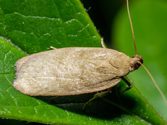 Phaeosaces coarctatella