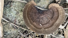 Hexagonia tenuis