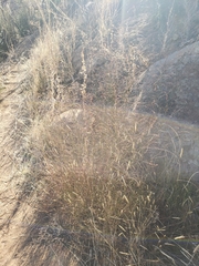 Crocanthemum scoparium