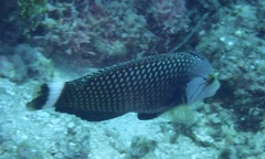 Novaculichthys taeniourus