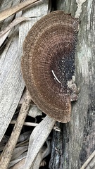 Hexagonia tenuis