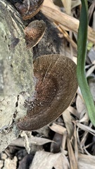 Hexagonia tenuis