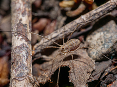 Phalangium opilio