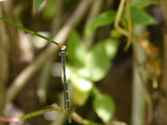 Austrolestes leda