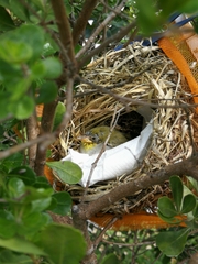 Zosterops virens capensis