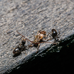 Technomyrmex albipes