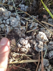 Hystrix africaeaustralis