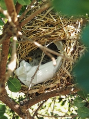 Zosterops virens capensis