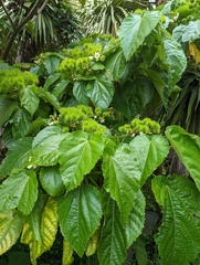 Entelea arborescens
