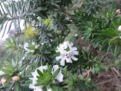 Westringia fruticosa