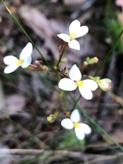 Stylidium piliferum