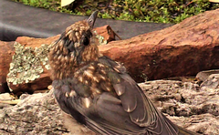 Eopsaltria australis