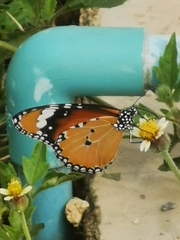 Danaus chrysippus