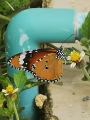 Danaus chrysippus