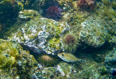 Meuschenia hippocrepis