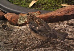 Eopsaltria australis