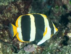 Chaetodon tricinctus
