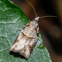 Harmologa amplexana