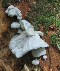 Campanella tristis