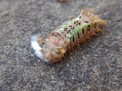 Doratifera oxleyi