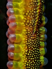 Common Seadragon photo 2