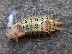 Doratifera oxleyi