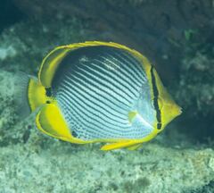 Chaetodon melannotus