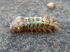 Doratifera oxleyi
