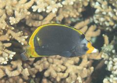 Chaetodon flavirostris
