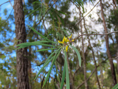 Persoonia falcata