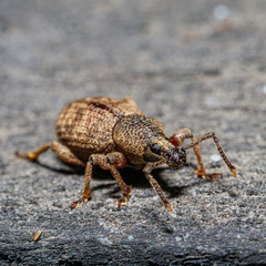 Otiorhynchus singularis