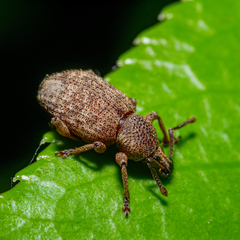 Otiorhynchus singularis