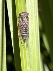 Atrapsalta fuscata