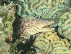 Gymnothorax nubilus