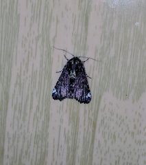 Callopistria leucobasis