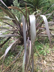 Phormium