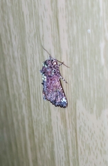 Callopistria leucobasis