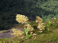 Dendrobium speciosum