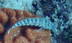 Parapercis hexophtalma